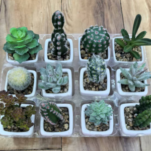 Succulent small green plant